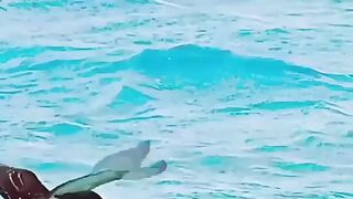 Shark attack ????#febspot #Trending️