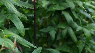 STRING BEANS