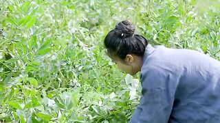 Pisum Sativum