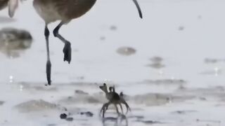 Bird life????#febspot #Trending️