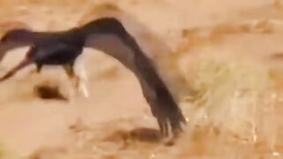 Eagle Attack on the birds ????#Trending️ #febspot