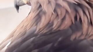 Golden eagle
