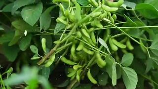 SOYBEAN