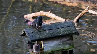Water and Birds