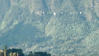 Burung burung diantara pemandangan indah