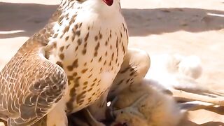 Beautiful Falcon