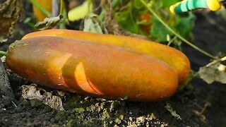 CUCUMBER