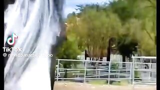 Le cheval