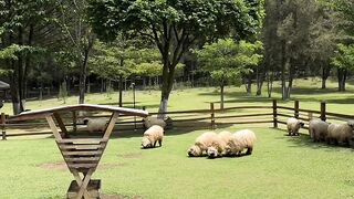 Kambing di ladang rumput hijau