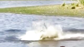 Tiger catch tortoise