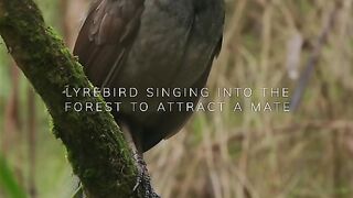 Crie d'oiseau