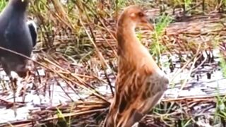 Catching water bird