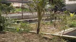 Berapa jumlah TEBAR bibit lele di kolam TANAH❗Bisa TEBAR PADAT maksimal