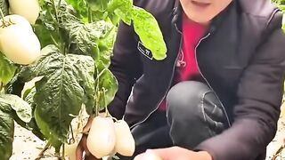 Harvest fruit 8