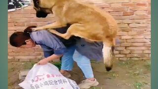Amazing dog video 2