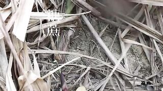 CANE SUGAR