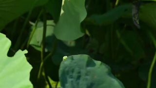 CHICKEN & LOTUS LEAF