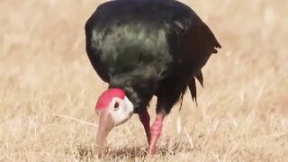 Beautiful bird looking food