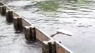 Fish laughing