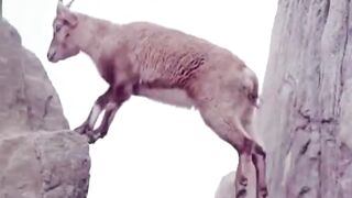 Goat on the hill