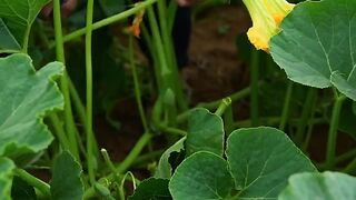 PUMPKIN FLOWER