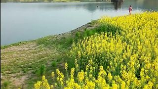 Brilliant Flowers
