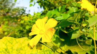 4K HDR 60 FPS DOLBY VISION | Nature Only | Relaxation | Beautiful Flowers Video  | Febspot