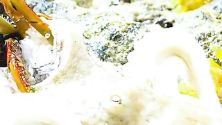 Octopas eat to crab
