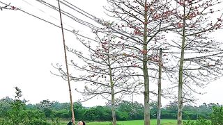 Bombax Ceiba