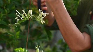Honeysuckle Flower
