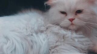 Cute cat 106
