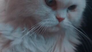 Cute kitten 18