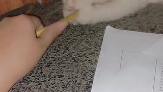 Cute kitten ???? 3