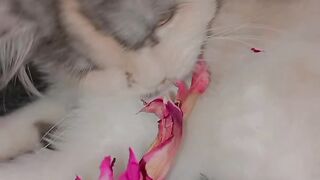 Cute kitten 19