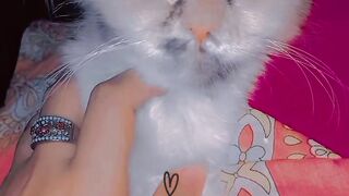 Cute kitten 20