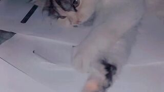 Cute kitten 21