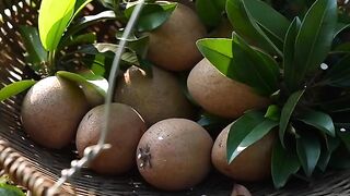 SAPODILLA