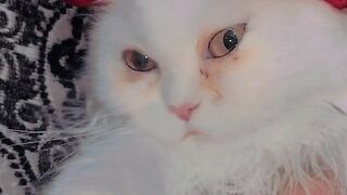 Cute kitten 22