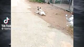 The true definition of a barking dog seldom bites