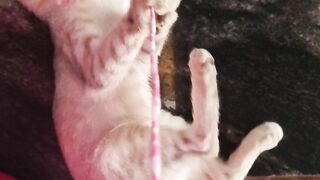 Cute cat 107