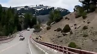 Les bisons