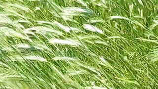 Beautiful nature 170