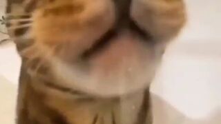 Cute cats and beautiful funny cats The most beautiful cats in the world. Various and fun cat videos 2