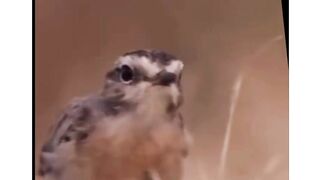 DISCO dancing bird!!