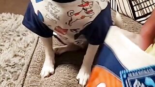 Angry dog Lose it on owner!