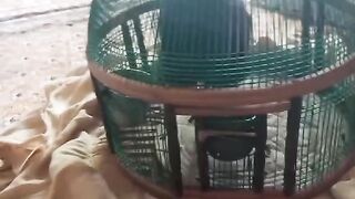 Feed the animals 2