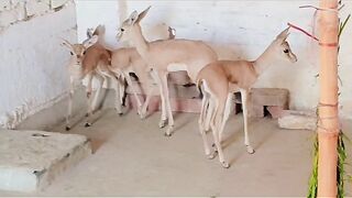 Deer ll dear