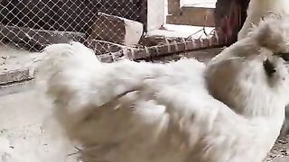 These ll animals ll birds ll chicken