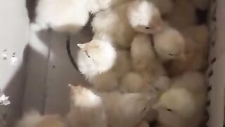 Chicken white ll
