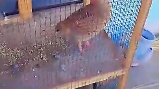 Log cage 2